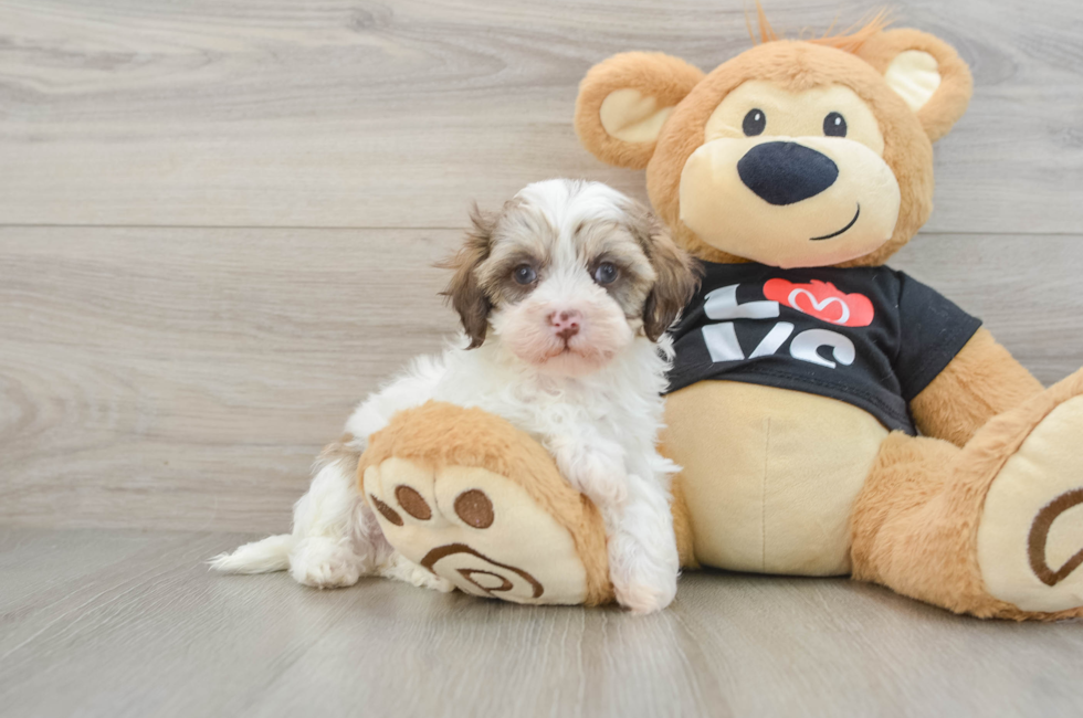5 week old Maltipoo Puppy For Sale - Seaside Pups