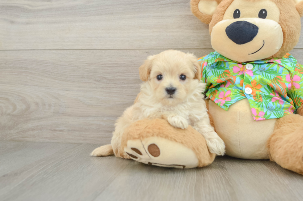 6 week old Maltipoo Puppy For Sale - Seaside Pups