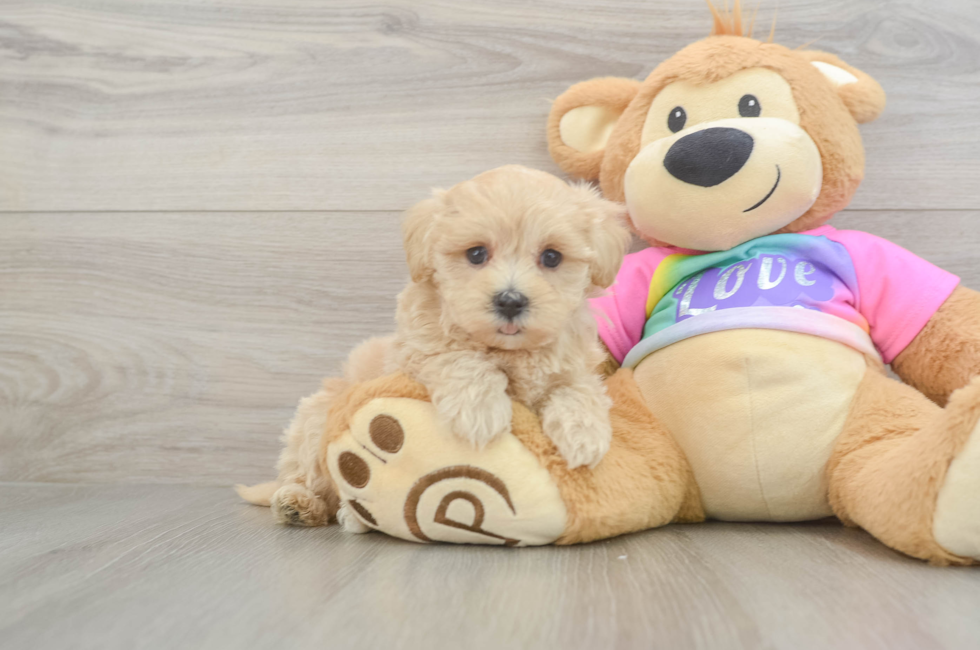 5 week old Maltipoo Puppy For Sale - Seaside Pups