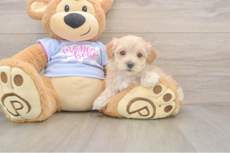 Energetic Multipoo Poodle Mix Puppy