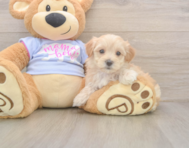 9 week old Maltipoo Puppy For Sale - Seaside Pups