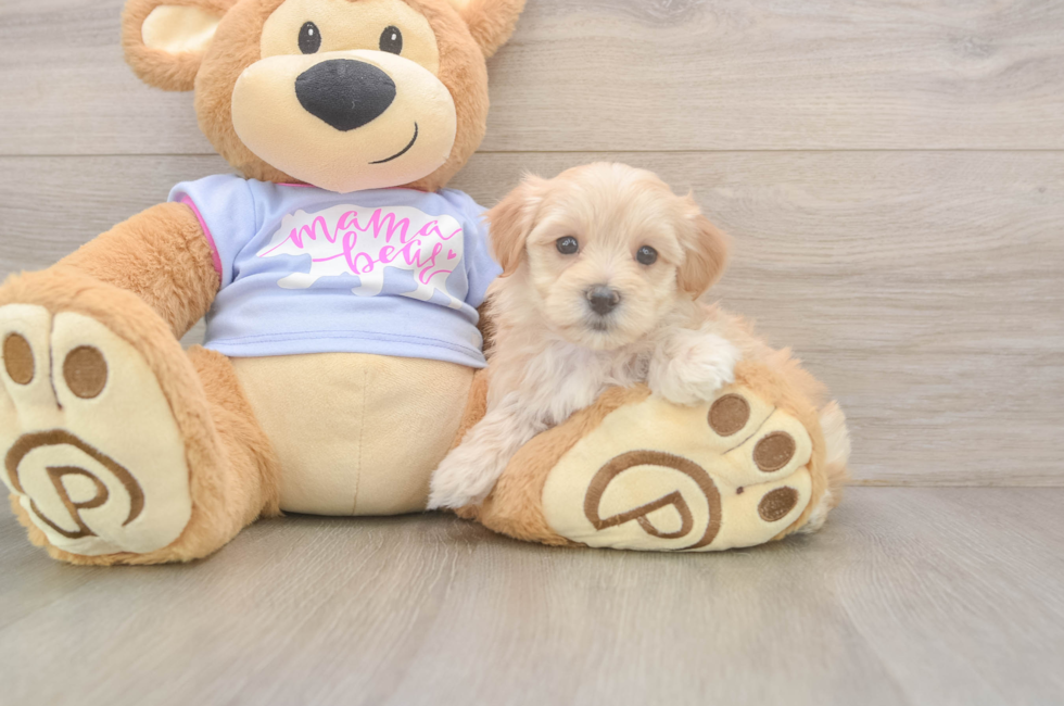 5 week old Maltipoo Puppy For Sale - Seaside Pups