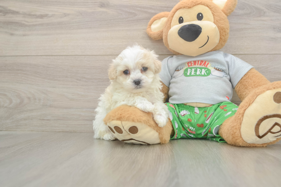 Adorable Malt a Poo Poodle Mix Puppy