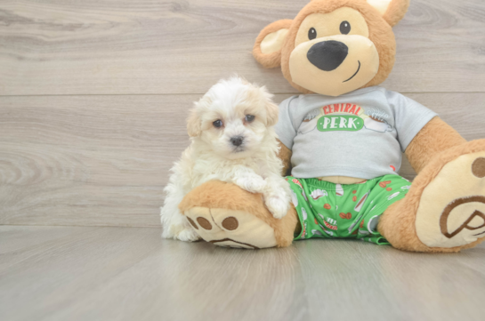 Adorable Malt a Poo Poodle Mix Puppy