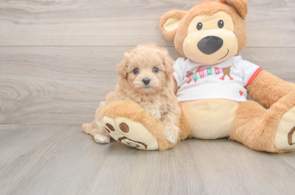 5 week old Maltipoo Puppy For Sale - Seaside Pups