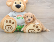 8 week old Maltipoo Puppy For Sale - Seaside Pups