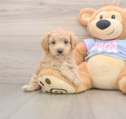 7 week old Maltipoo Puppy For Sale - Seaside Pups