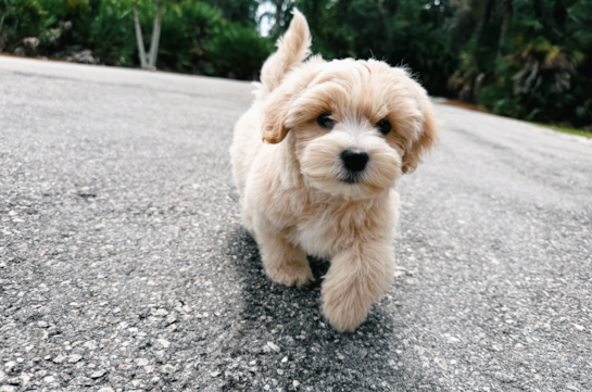 Cute Malt a Poo Poodle Mix Puppy