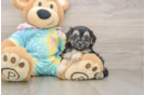 Maltipoo Puppy for Adoption