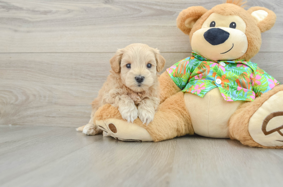 7 week old Maltipoo Puppy For Sale - Seaside Pups