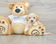 9 week old Maltipoo Puppy For Sale - Seaside Pups