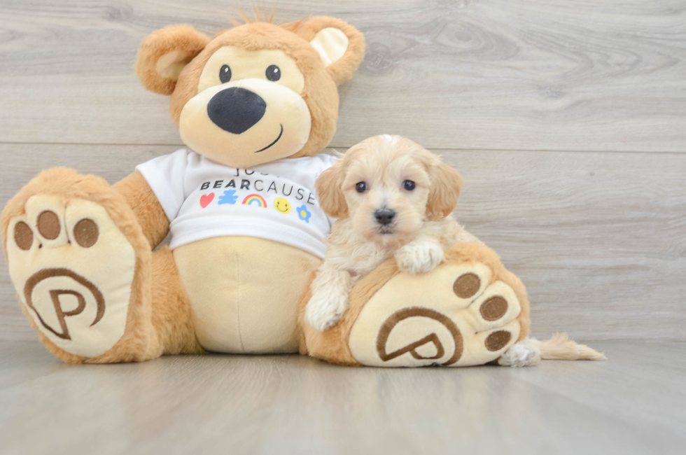 7 week old Maltipoo Puppy For Sale - Seaside Pups