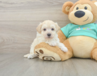 8 week old Maltipoo Puppy For Sale - Seaside Pups
