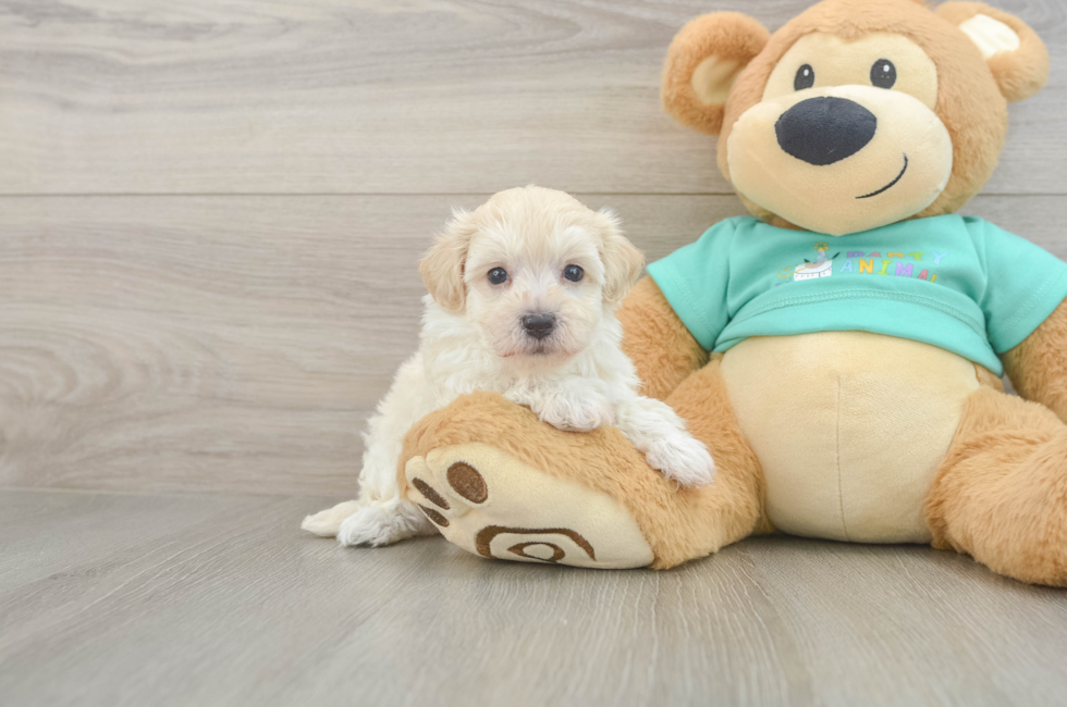 6 week old Maltipoo Puppy For Sale - Seaside Pups