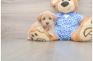 Hypoallergenic Malt a Poo Poodle Mix Puppy