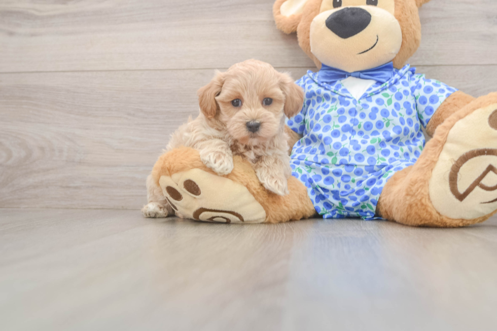 Hypoallergenic Malt a Poo Poodle Mix Puppy