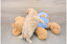 Funny Maltipoo Poodle Mix Pup