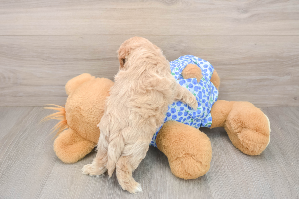 Funny Maltipoo Poodle Mix Pup