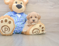 8 week old Maltipoo Puppy For Sale - Seaside Pups
