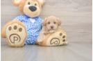 Best Maltipoo Baby