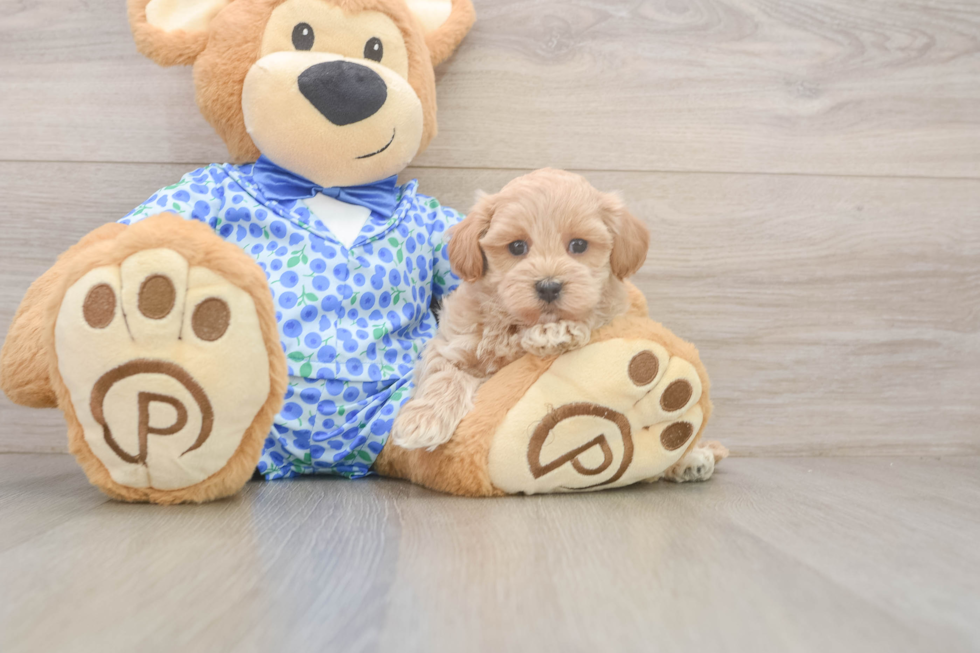 Best Maltipoo Baby