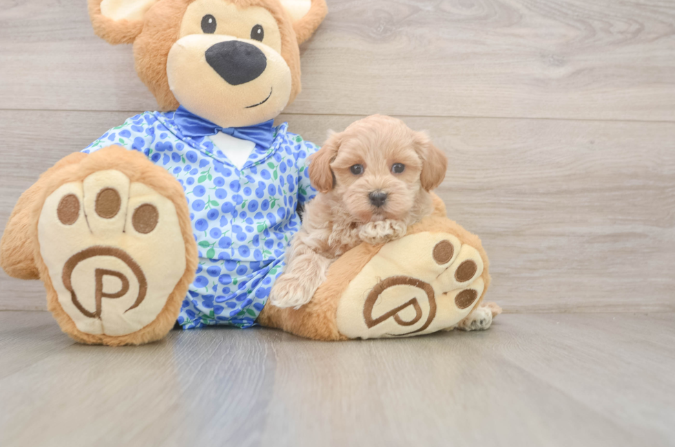6 week old Maltipoo Puppy For Sale - Seaside Pups