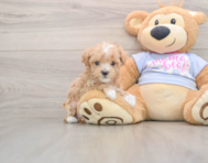 8 week old Maltipoo Puppy For Sale - Seaside Pups