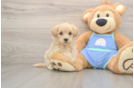 Maltipoo Puppy for Adoption