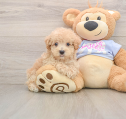 7 week old Maltipoo Puppy For Sale - Seaside Pups