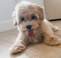 12 week old Maltipoo Puppy For Sale - Seaside Pups