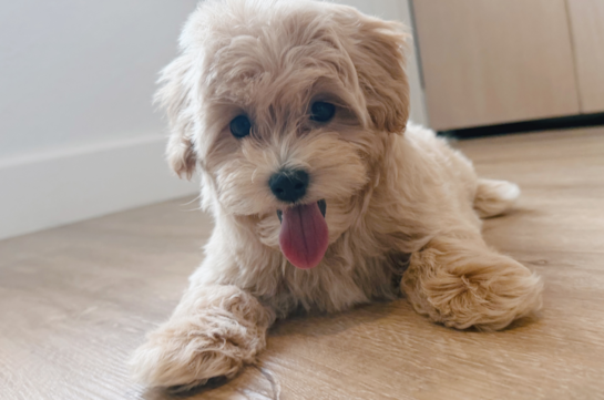 Best Maltipoo Baby