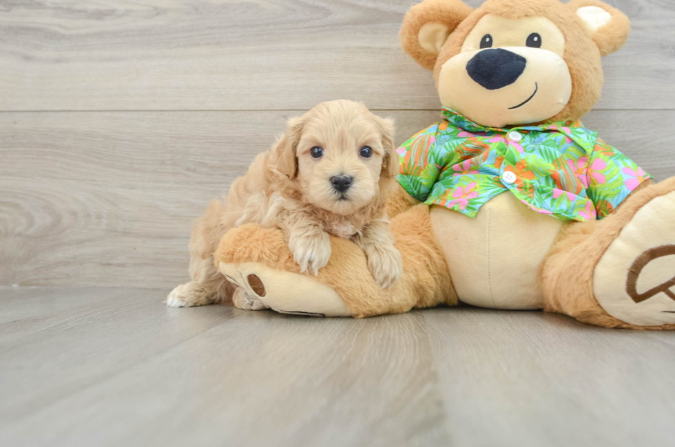 7 week old Maltipoo Puppy For Sale - Seaside Pups