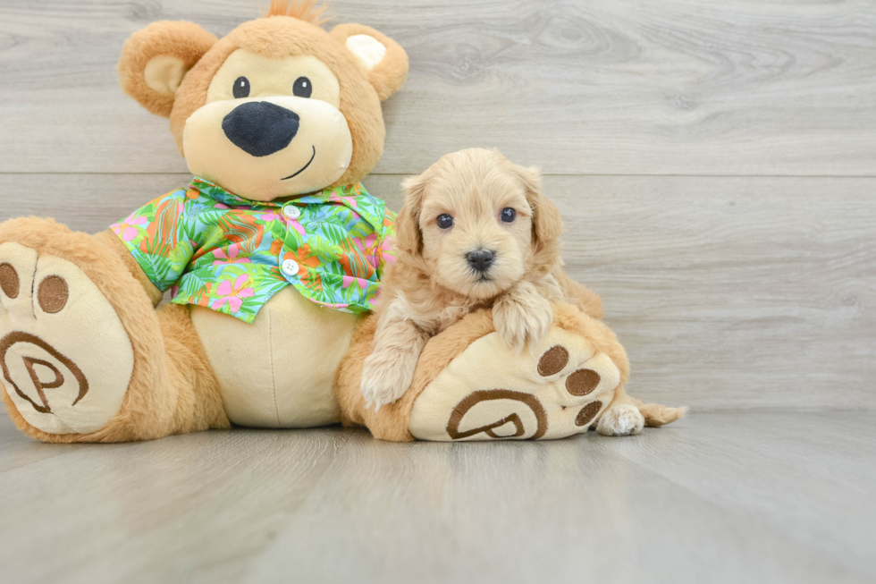 Adorable Maltepoo Poodle Mix Puppy