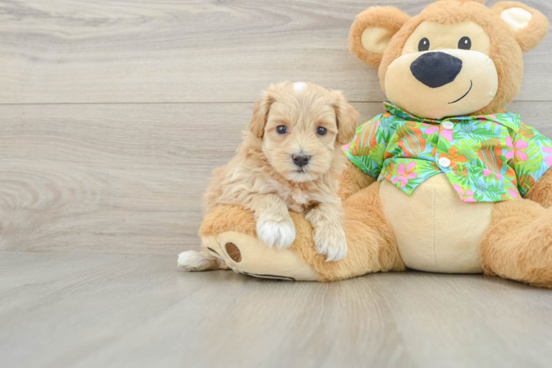Meet Cheerio - our Maltipoo Puppy Photo 1/4 - Seaside Pups
