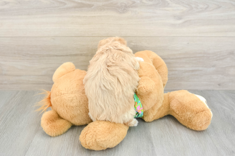 Meet Cheerio - our Maltipoo Puppy Photo 2/4 - Seaside Pups