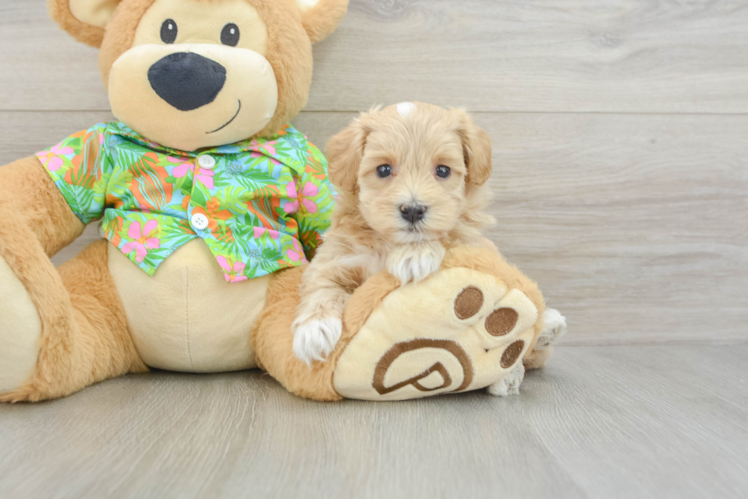 Maltipoo Puppy for Adoption