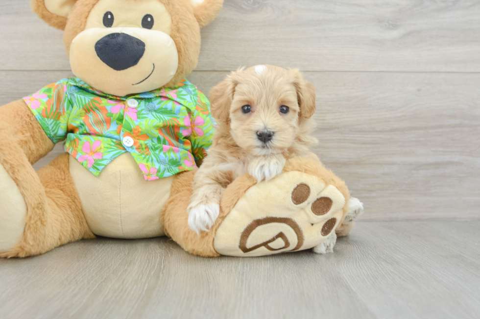 5 week old Maltipoo Puppy For Sale - Seaside Pups