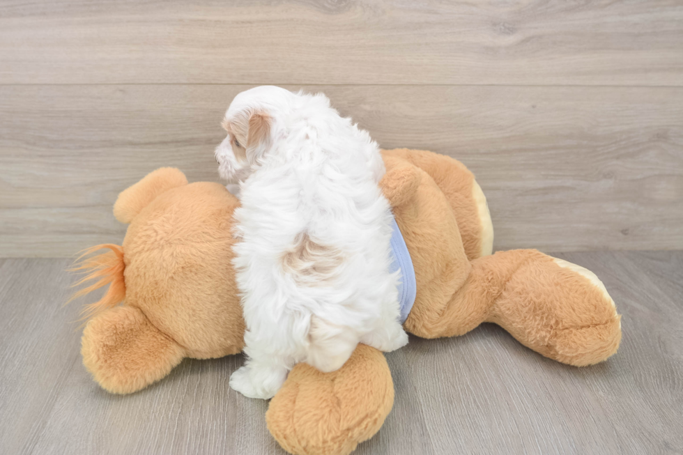 Cute Maltipoo Baby