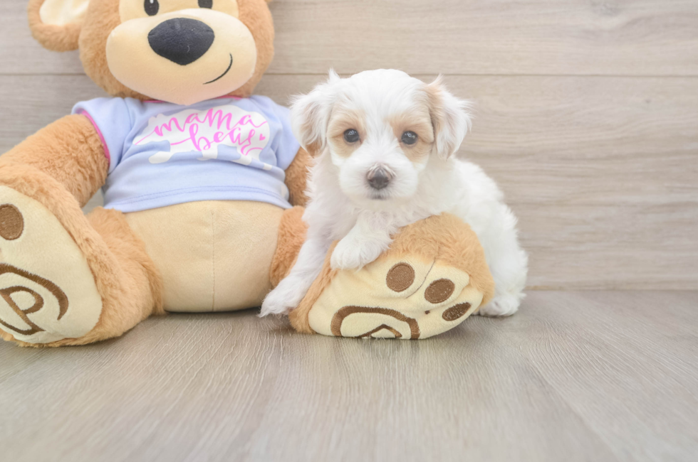 5 week old Maltipoo Puppy For Sale - Seaside Pups