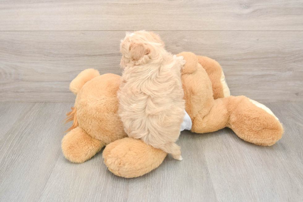 Playful Maltidoodle Poodle Mix Puppy