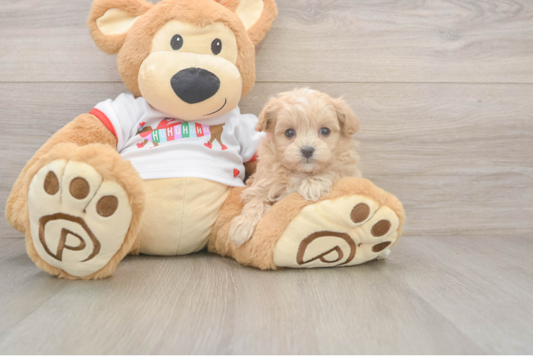 Smart Maltipoo Poodle Mix Pup