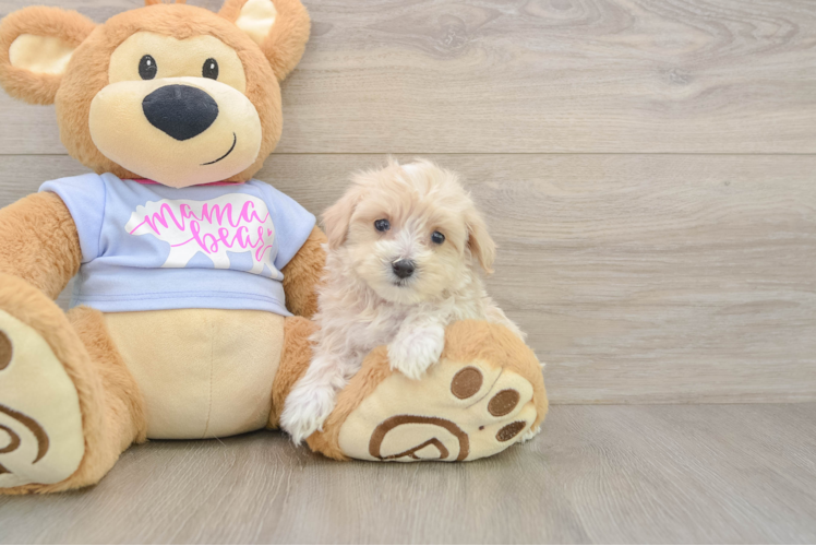 Maltipoo Pup Being Cute