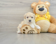 8 week old Maltipoo Puppy For Sale - Seaside Pups