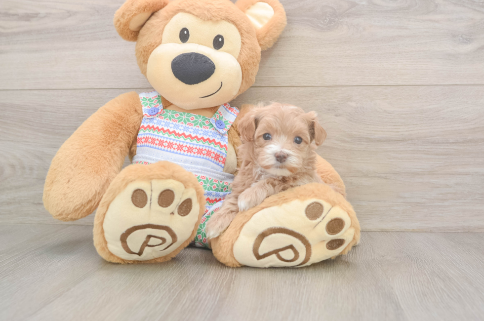 5 week old Maltipoo Puppy For Sale - Seaside Pups