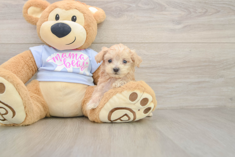Best Maltipoo Baby
