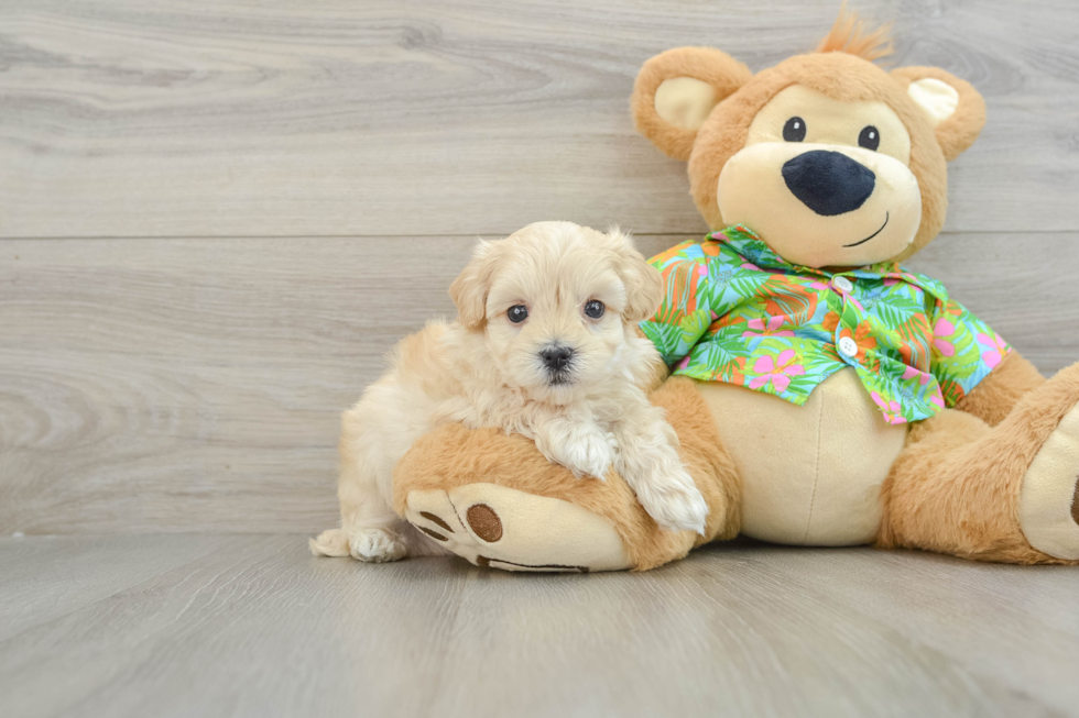 Happy Maltipoo Baby