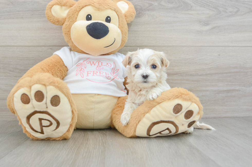 5 week old Maltipoo Puppy For Sale - Seaside Pups