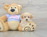 7 week old Maltipoo Puppy For Sale - Seaside Pups