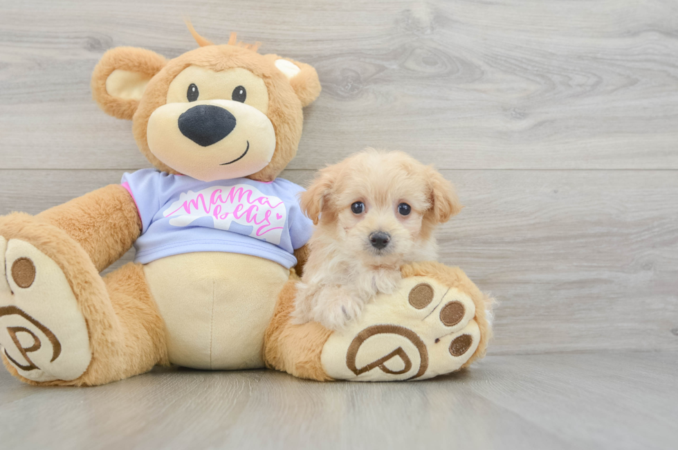 7 week old Maltipoo Puppy For Sale - Seaside Pups