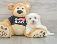 8 week old Maltipoo Puppy For Sale - Seaside Pups